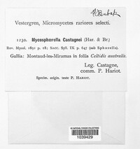 Mycosphaerella castagnei image